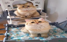 British Longhair cats for sale: Purebred British Longhair Female  - Image 10