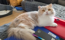 British Longhair cats for sale: Beautiful GrCh female - Image 4