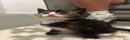 Mixed Breed cats for sale: 1 calico and 1 black and white kitten in Bangor - Advert 4