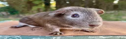 Guinea Pig rodents for sale: Guinea pigs for loving new homes - Advert 11