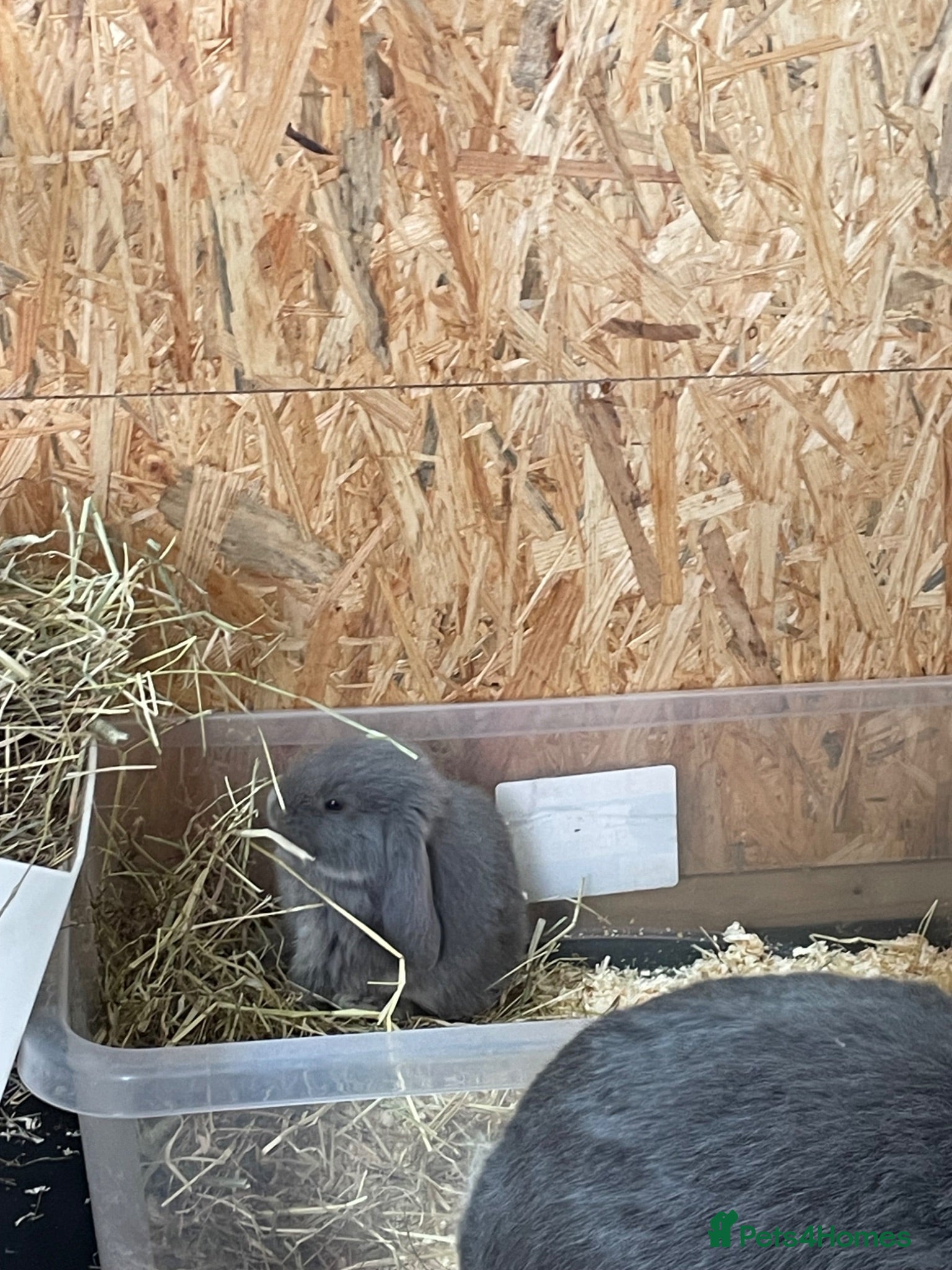 French Lop rabbits Beautiful French Lop Babies - Advert 1