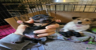 Jack Russell dogs - Advert 8