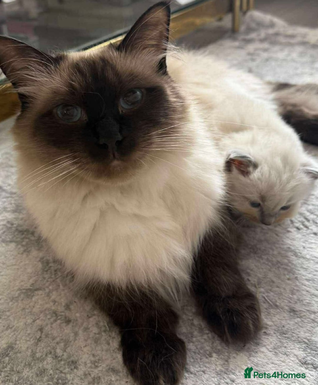 Ragdoll cats for sale: Ragdoll kittens  - Image 6