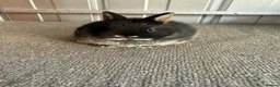 Netherland Dwarf rabbits for sale: Pure Bred Netherland Dwarf Rabbits - Advert 4