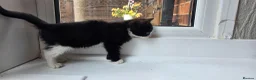 Mixed Breed cats for sale: Beautiful Female Kitten–Looking for a Loving Home - Advert 3