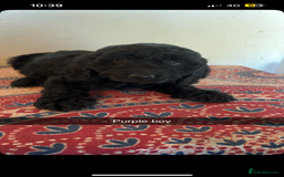 Labradoodle dogs for sale: Beautiful little labradoodles  - Image 2