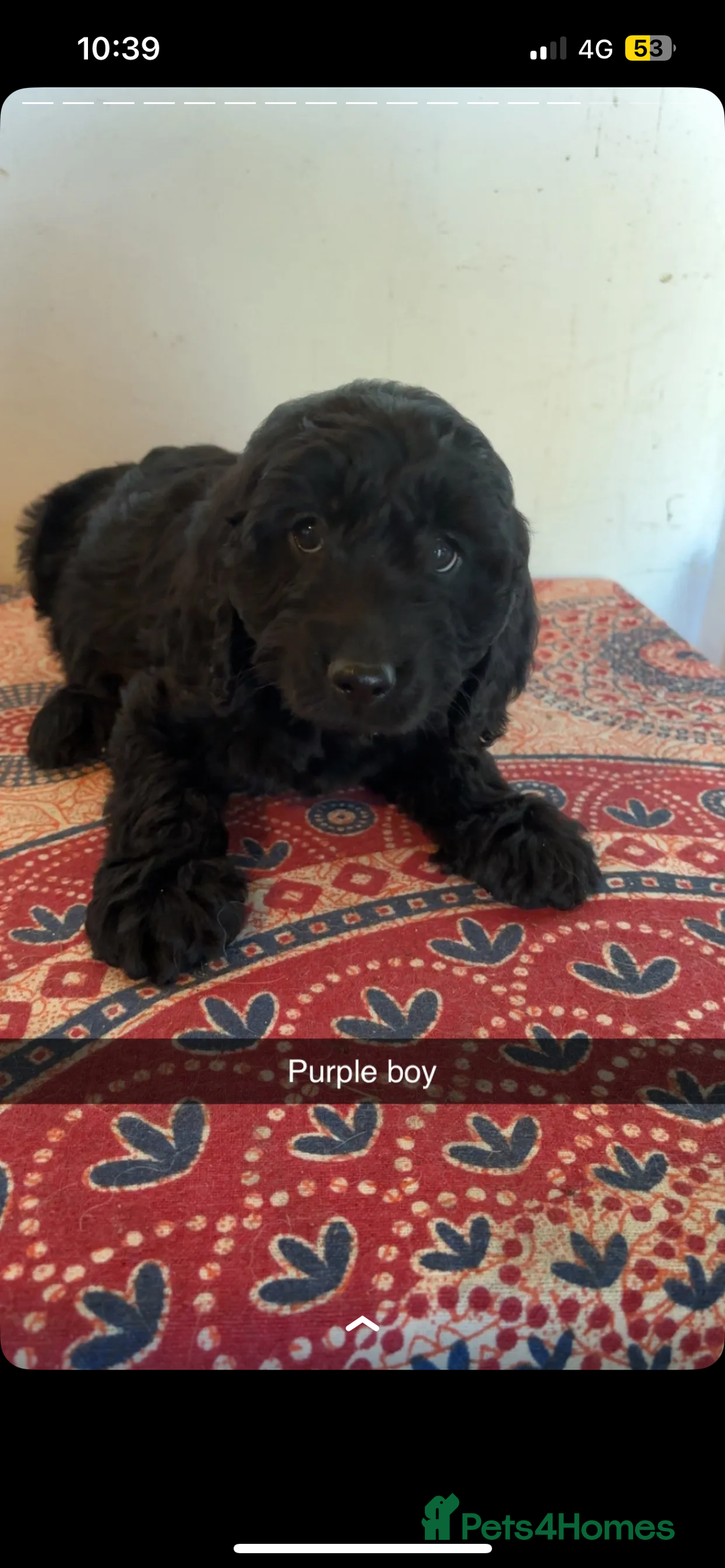Labradoodle dogs for sale: Beautiful little labradoodles  - Image 2
