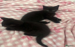 British Shorthair cats for sale: Black short haired kittens for sale ❤️ - Image 2
