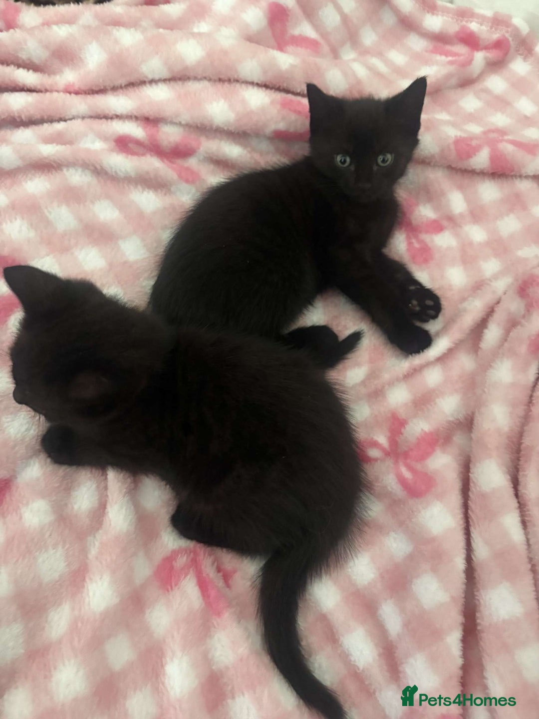 British Shorthair cats for sale: Black short haired kittens for sale ❤️ - Image 2