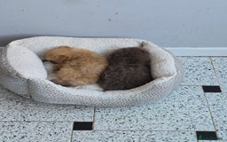 Pomeranian dogs for sale: Beautiful half Russian pomeranian puppy's in Rugby - Image 5