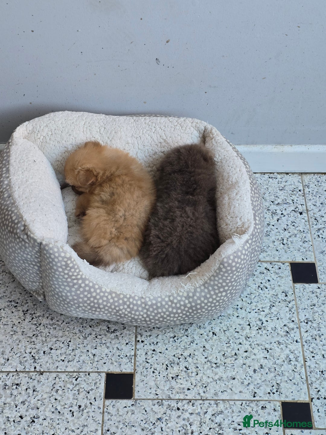 Pomeranian dogs for sale: Beautiful half Russian pomeranian puppy's in Rugby - Image 5