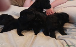 Labradoodle dogs for sale: mixed litter Black Labradoodles - Image 9