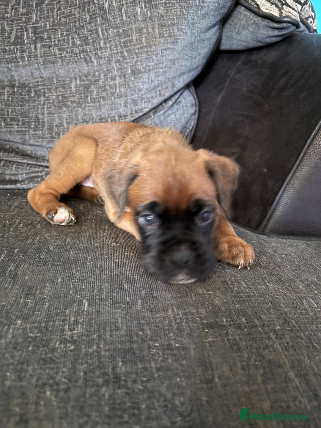 Boxer dogs for sale: 1 girl beautiful boxer puppies left  - Image 13