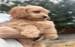 Shihpoo dogs for sale: 🩷 Gorgeous F1 Shih Poo Puppies 💙 - Image 4