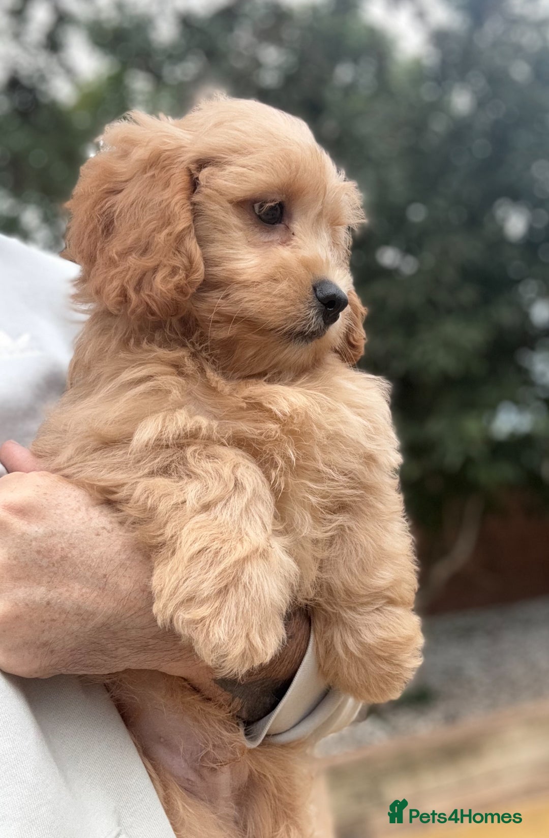 Shihpoo dogs for sale: 🩷 Gorgeous F1 Shih Poo Puppies 💙 - Image 4