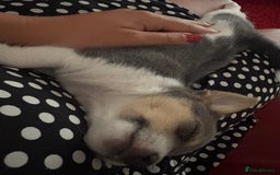 Pomchi dogs for sale: Pomchi x Jackchi puppies  - Image 8