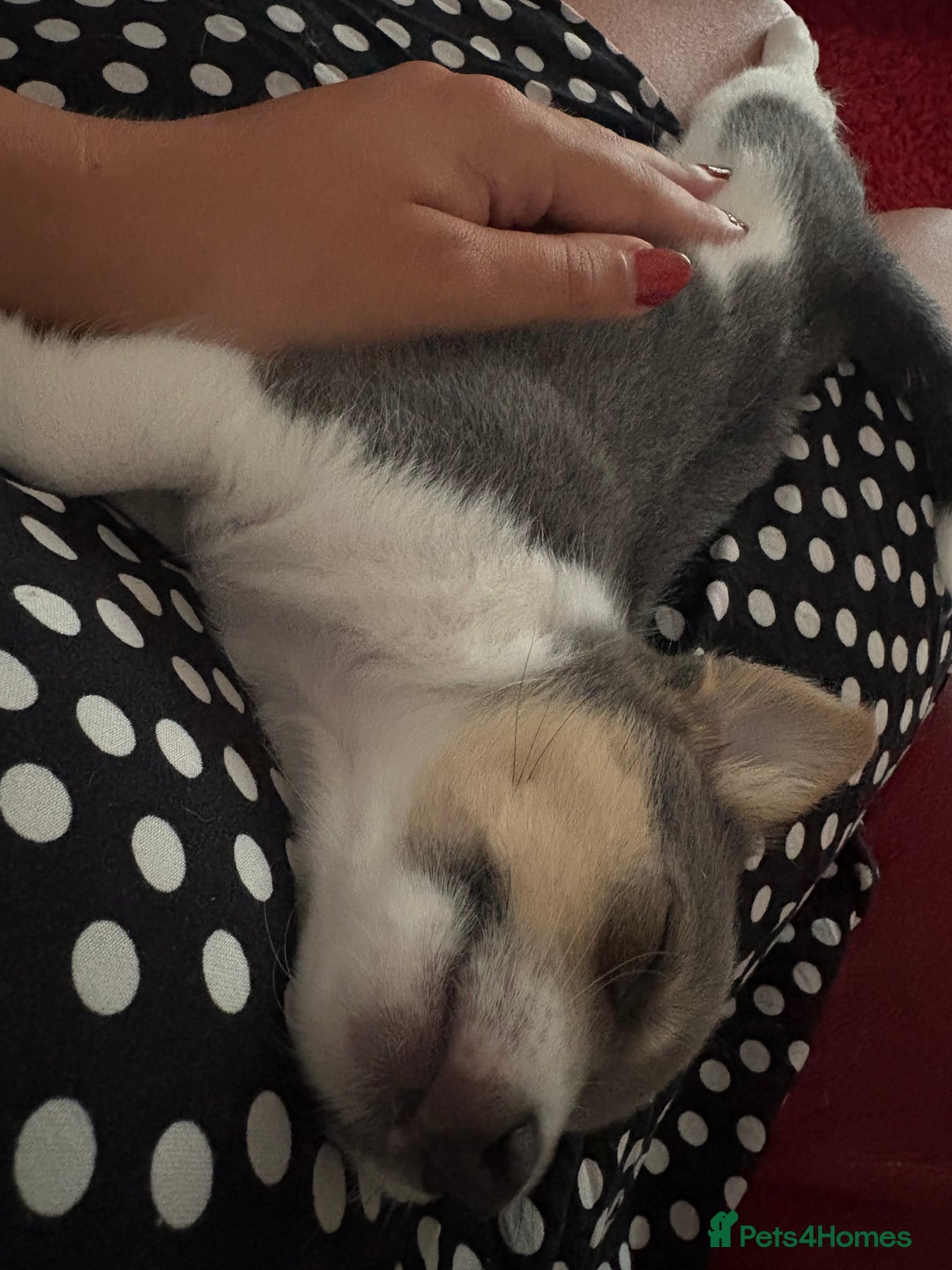 Pomchi dogs for sale: Pomchi x Jackchi puppies  - Image 8