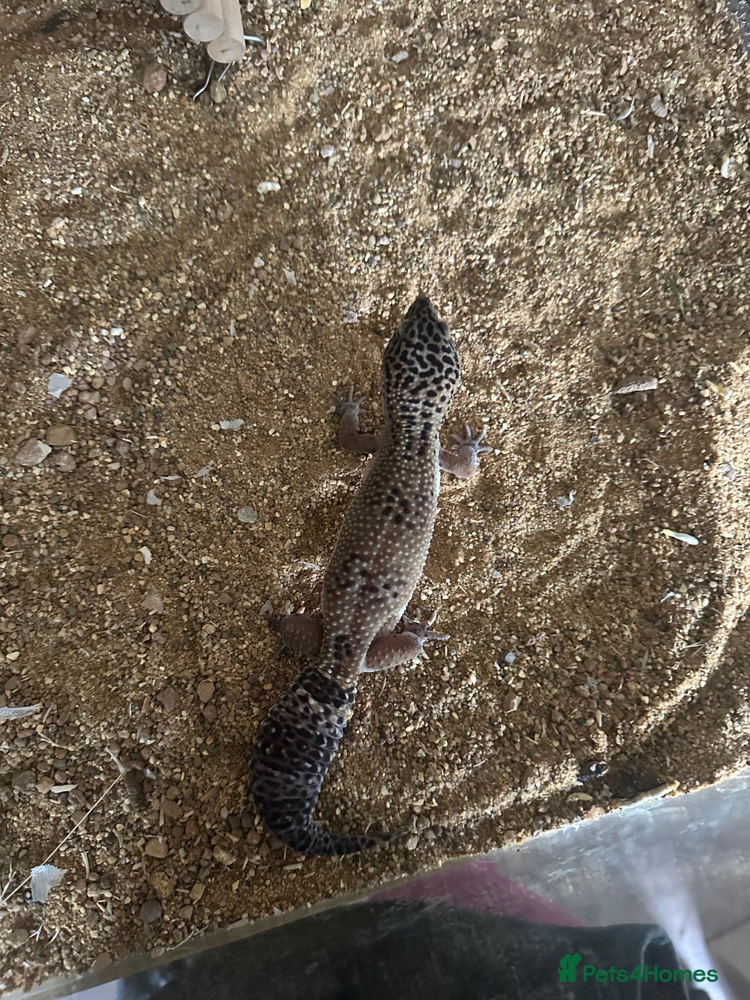 Leopard Gecko reptiles for sale: Beautiful, friendly leopard gecko and full set us - Advert 5