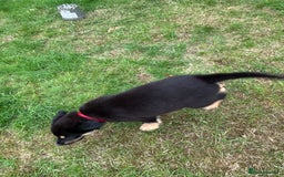 Mixed Breed dogs for sale: ONLY 2 GIRLS LEFT! | 10 Beautiful Rottsky Puppies. - Image 1