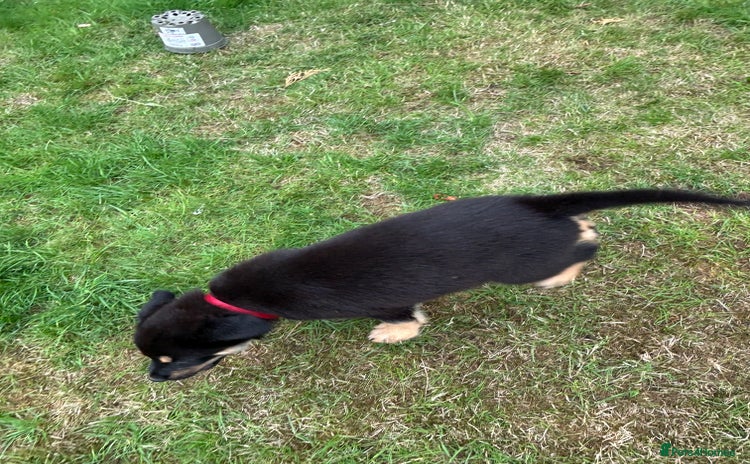 Mixed Breed dogs - Advert 2