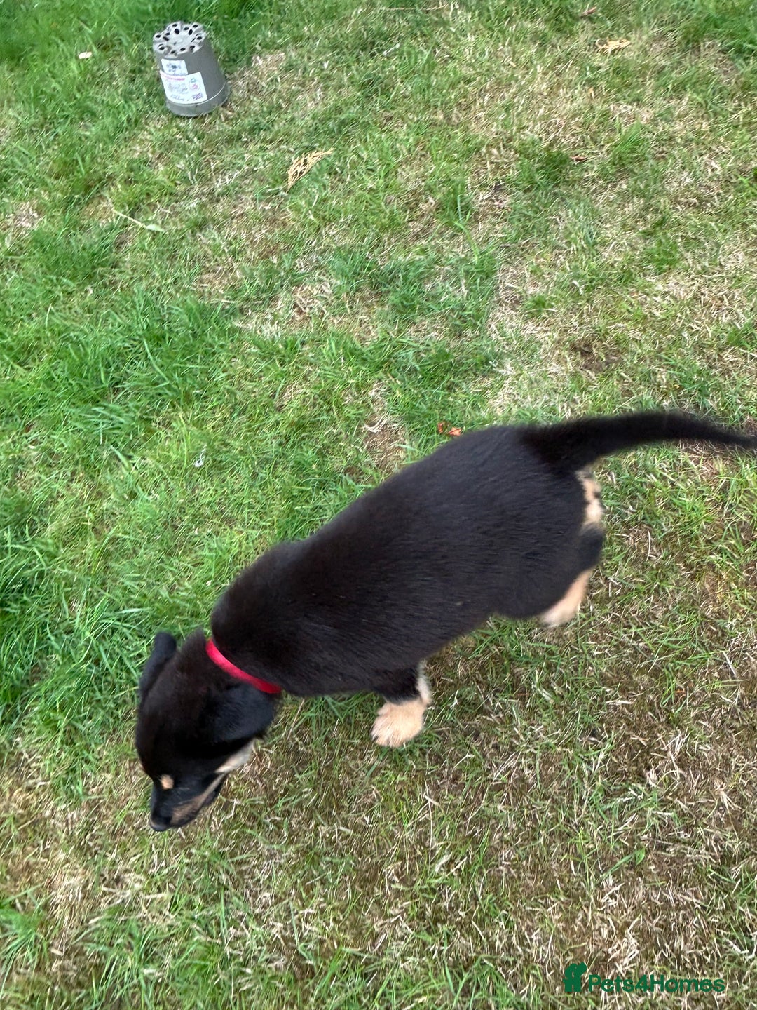 Mixed Breed dogs for sale: ONLY 2 GIRLS LEFT! | 10 Beautiful Rottsky Puppies. - Image 1