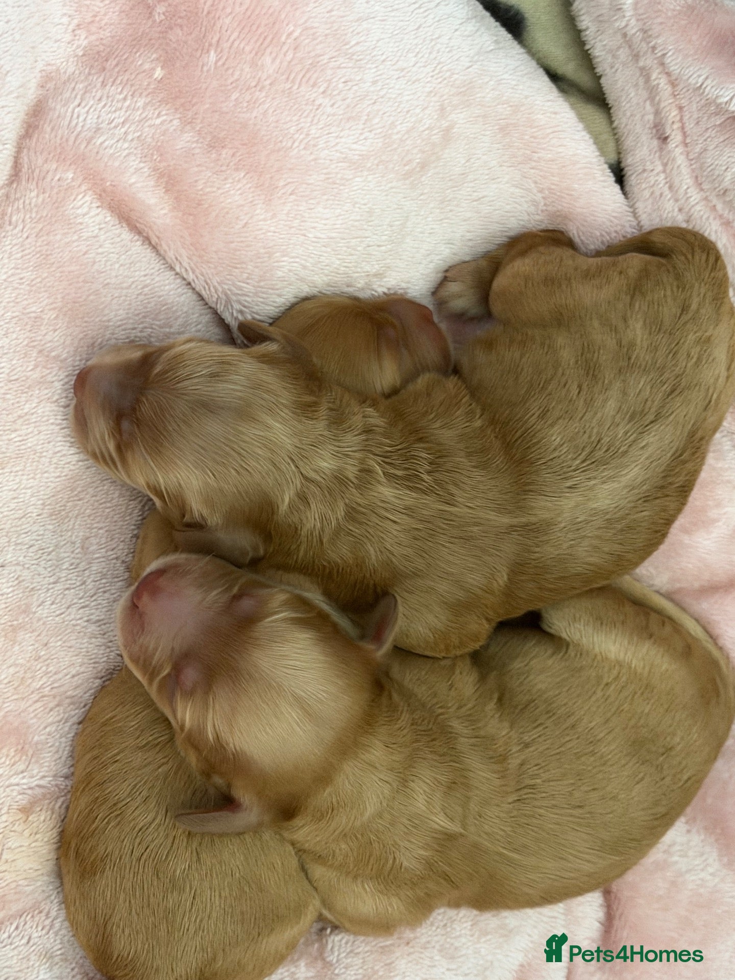 Cockapoo dogs Apricot cockapoo puppies - Advert 1