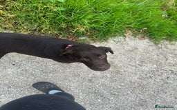 Labrador Retriever dogs for sale: Kc reg. chocolate Labrador bitch. 4 year old - Image 1