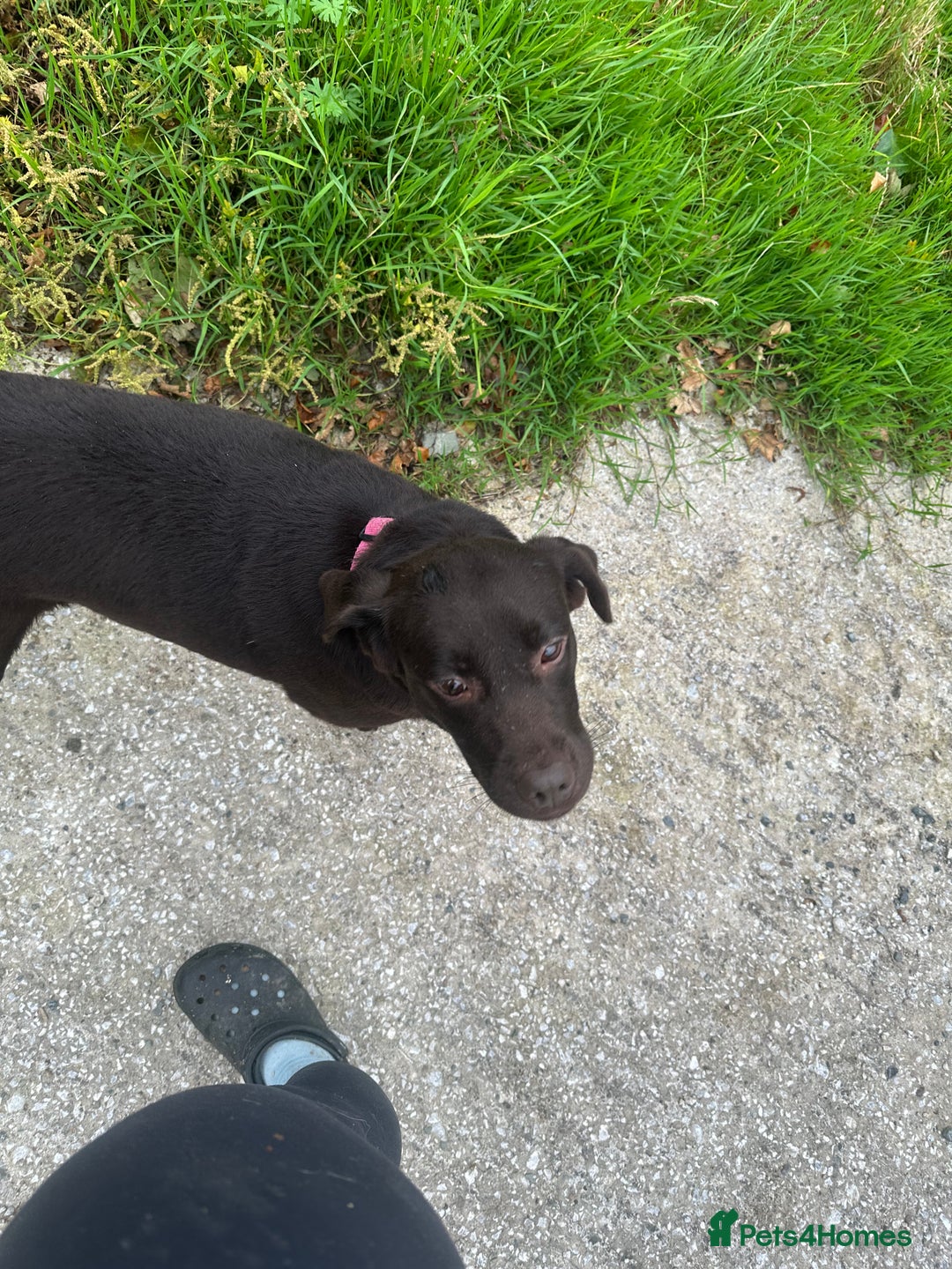 Labrador Retriever dogs for sale: Kc reg. chocolate Labrador bitch. 4 year old - Image 1