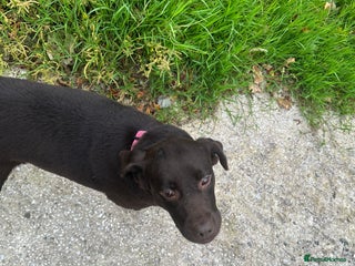 Labrador Retriever dogs - Advert 5