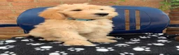Labradoodle dogs for sale: Stunning Apricot & Cream Labradoodle Puppies 🐶 - Advert 8