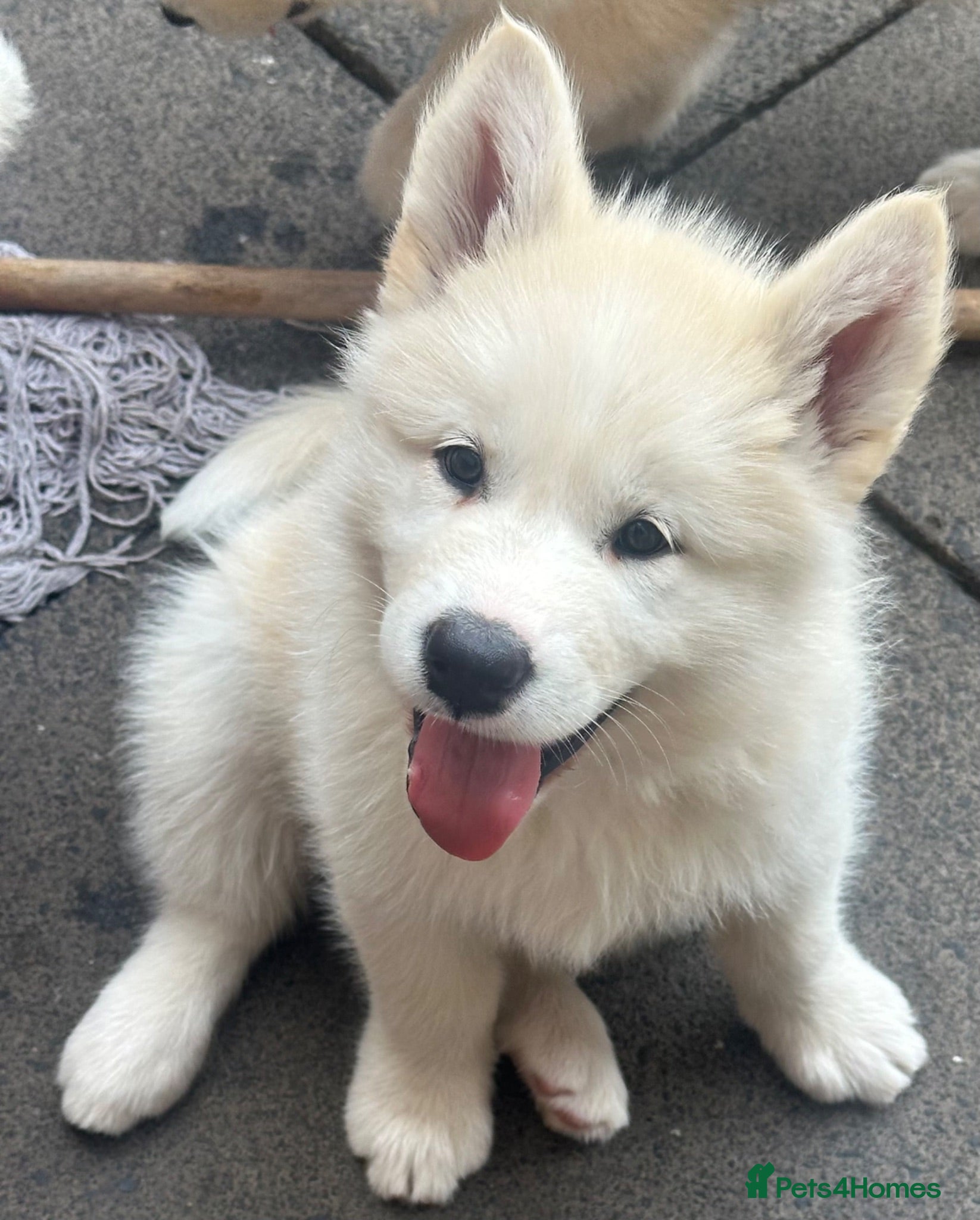 Alaskan Malamute dogs Rare big pure Alaskan Malamute pups - Advert 2