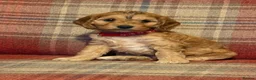 Cockapoo dogs for sale: Beautiful Cockapoo puppies x8 5 boys & 3 girls - Advert 2