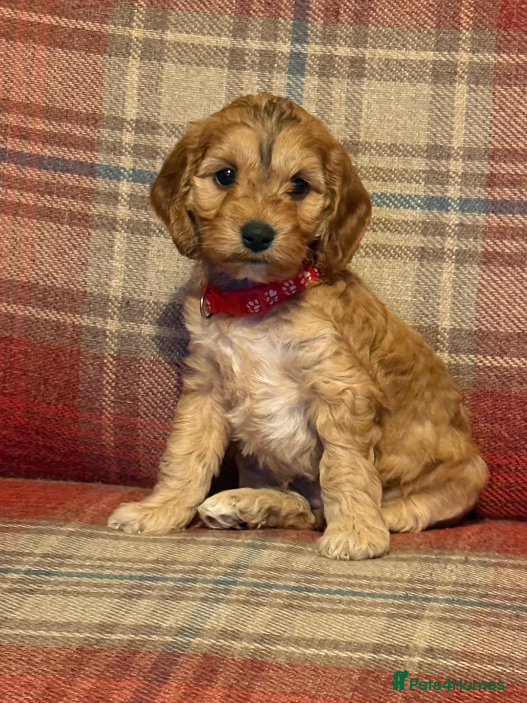 Cockapoo dogs for sale: Beautiful Cockapoo puppies x8 5 boys & 3 girls - Advert 2