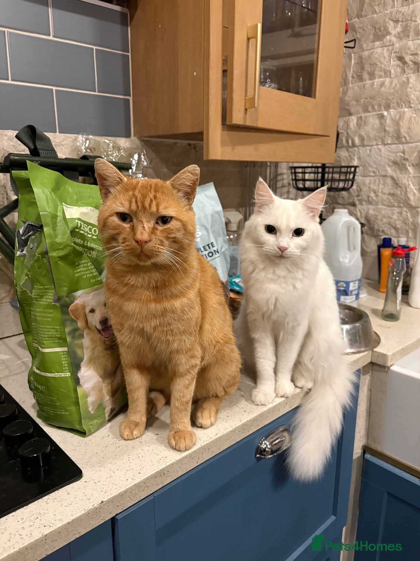 Mixed Breed cats for sale: Beautiful Ginger Kittens  - Advert 17