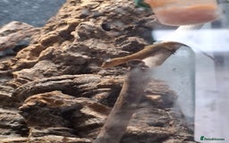 Gecko reptiles for sale: Baby Mourning geckos and Isopods  - Image 6
