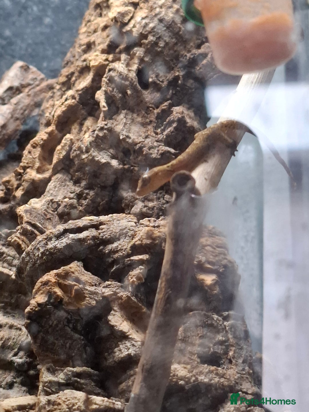Gecko reptiles for sale: Baby Mourning geckos and Isopods  - Image 6