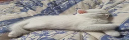 British Longhair cats for sale: British Shorthair.Pure white girl only left - Advert 12