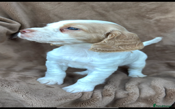 Cocker Spaniel dogs for sale: Gorgeous kc registered cocker spaniel puppies - Image 36