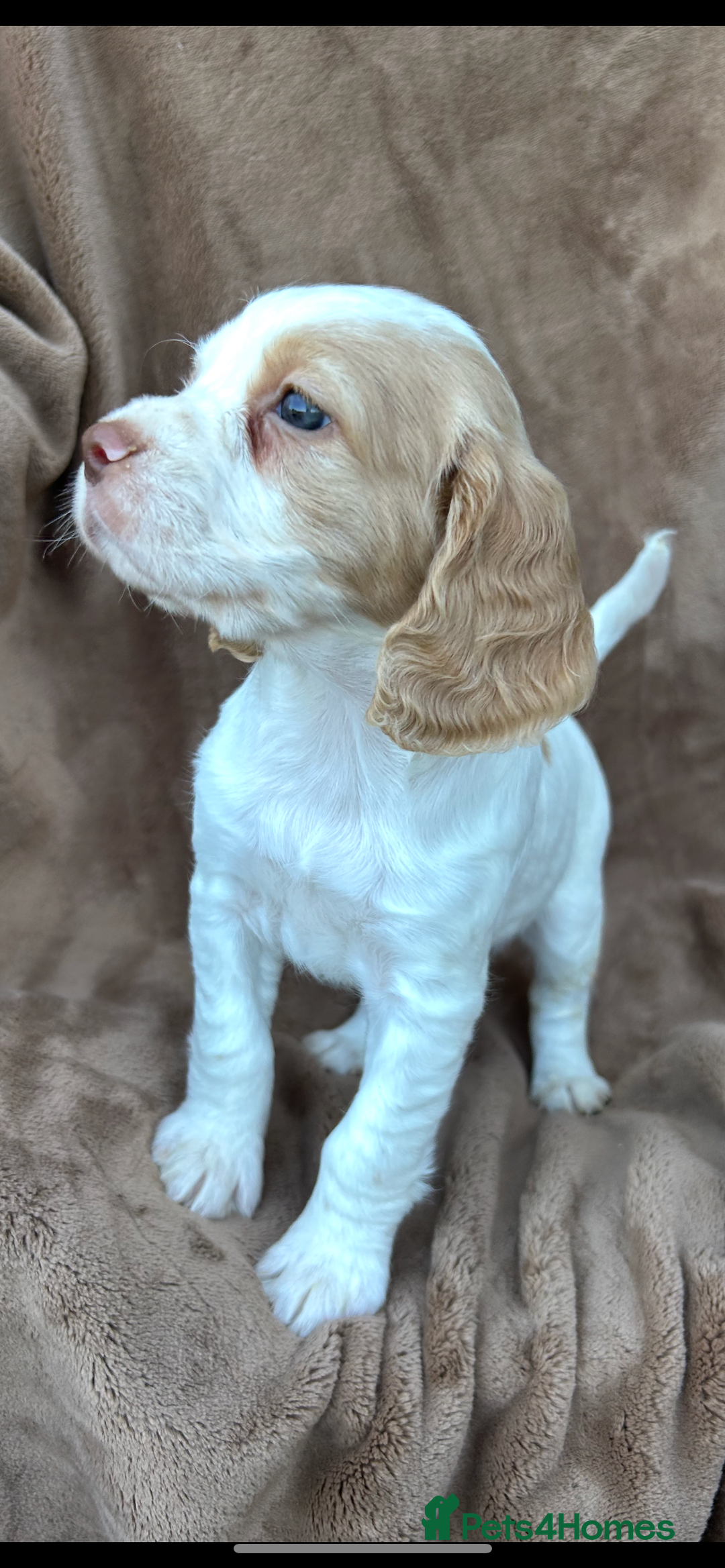 Cocker Spaniel dogs for sale: Gorgeous kc registered cocker spaniel puppies - Image 36