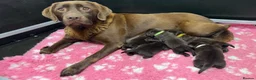 Labrador Retriever dogs for sale: KC REG CHOCOLATE LABRADOR PUPPIES  - Advert 1