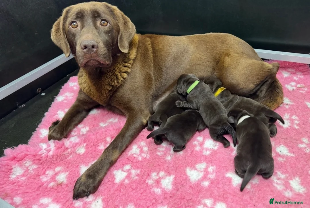 Labrador Retriever dogs for sale: KC REG CHOCOLATE LABRADOR PUPPIES  - Advert 1