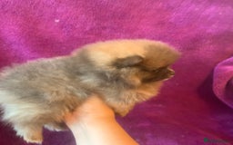 Pomeranian dogs for sale: Rainbow Litter with TAN POINTS - Image 13