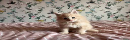 Maine Coon cats for sale: 4 beautiful playful Maine Coon kittens  in Glastonbury - Advert 11