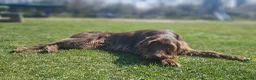 German Wirehaired Pointer dogs for sale: KC registered German wire haired pointer puppies in Dunstable - Advert 2