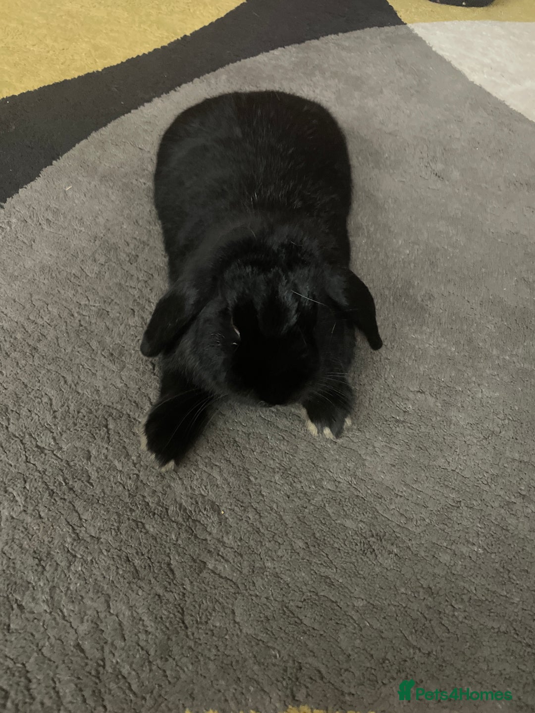 Mixed Breed rabbits for sale: Two bunnies  - Advert 2