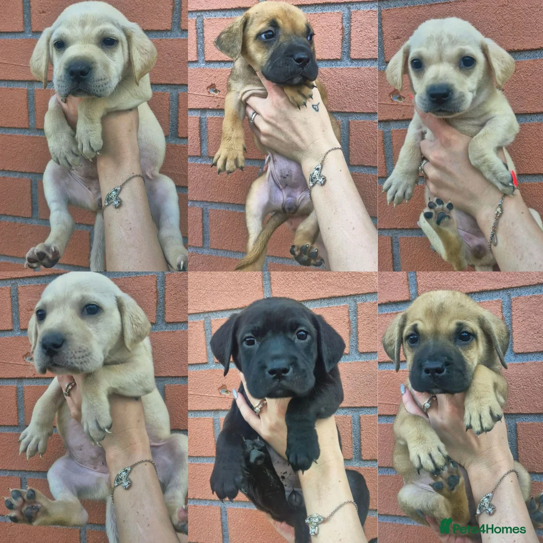 Mixed Breed dogs for sale: Labrador x american bulldog  - Advert 1