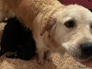 Mixed Breed dogs Golden retriever/Collie Mix pups - Advert 15