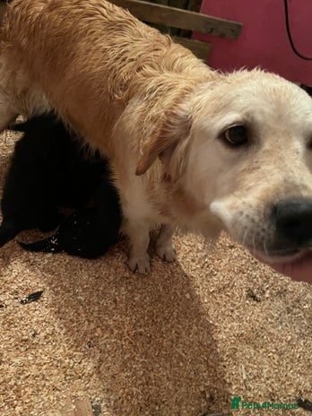 Mixed Breed dogs Golden retriever/Collie Mix pups - Advert 1