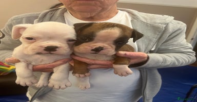 Boxer dogs - Advert 10