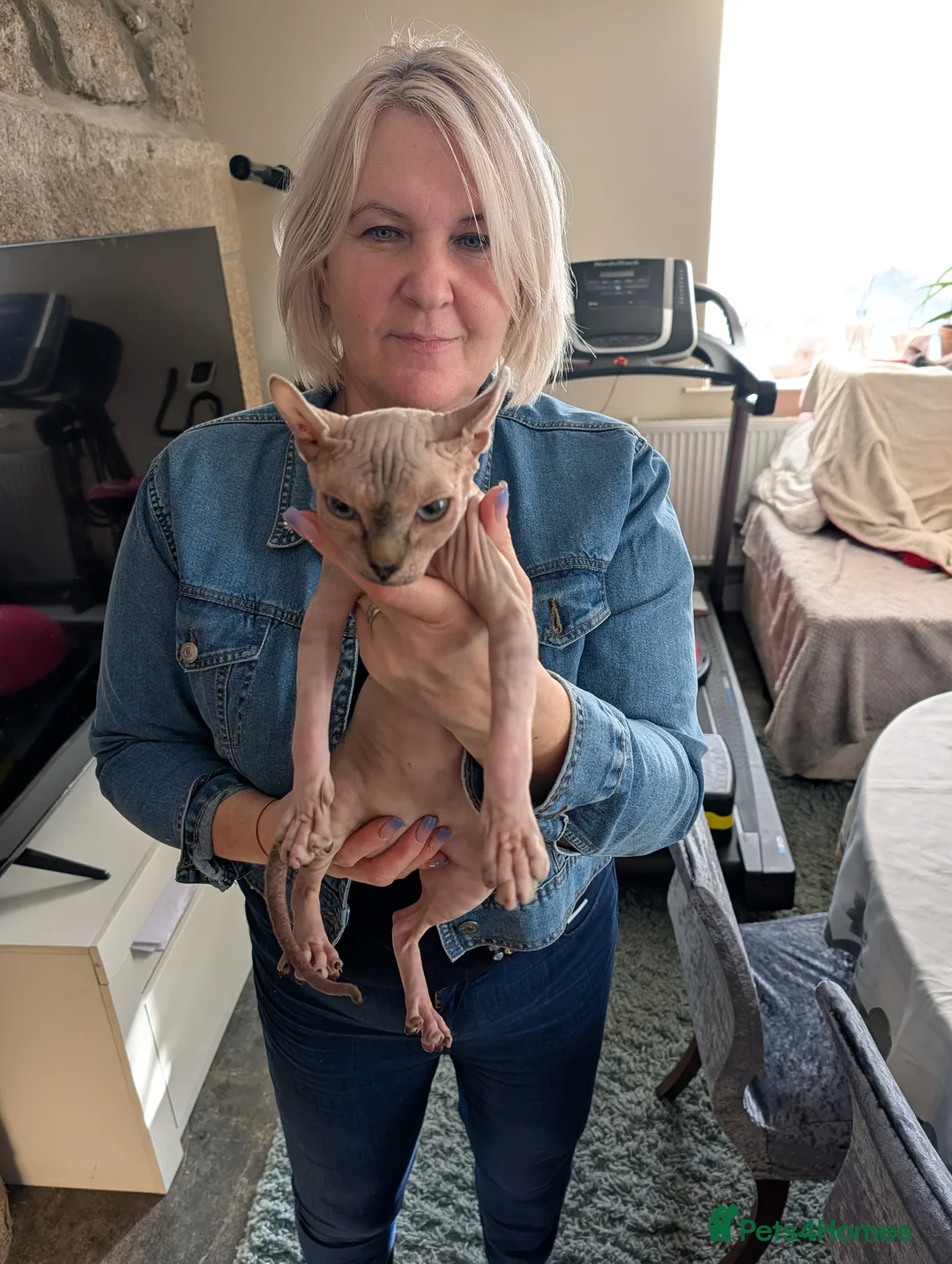 Sphynx cats for sale: Looking for a forever home for our sphynx  - Advert 2
